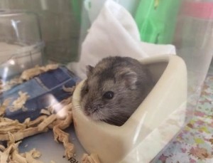 2015y07m06d_005447092